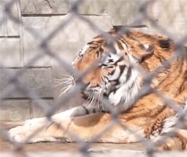  吉林东北虎多点开花击溃天津先行者